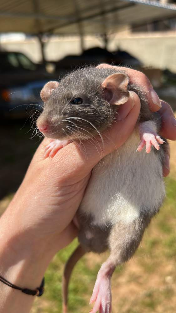 Fancy rat Pet only Rattus norvegicus 