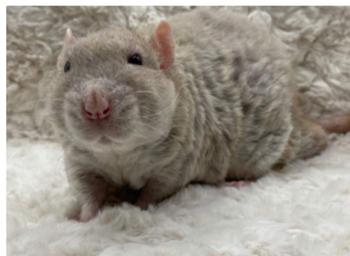 Fancy rat Owned by other Rattus norvegicus 
