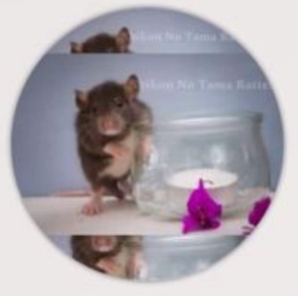 Fancy rat Deceased Rattus norvegicus 