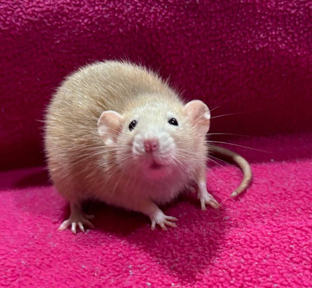 Fancy rat Pet only Rattus norvegicus 