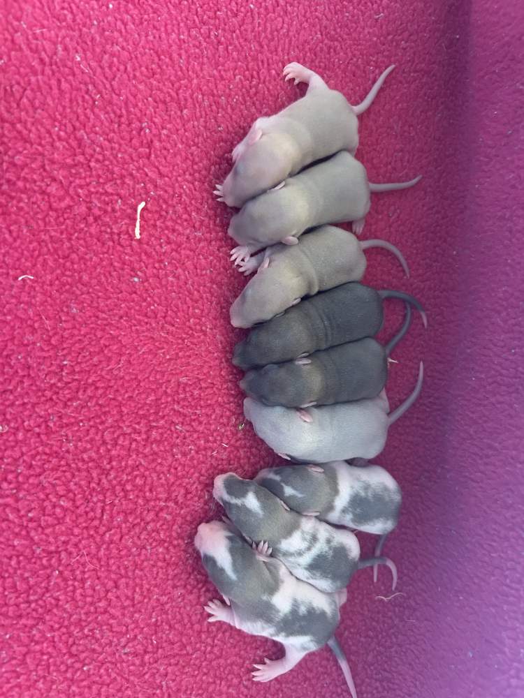 Fancy rat Pet only Rattus norvegicus 