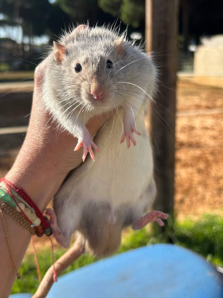 Fancy rat Pet only Rattus norvegicus 
