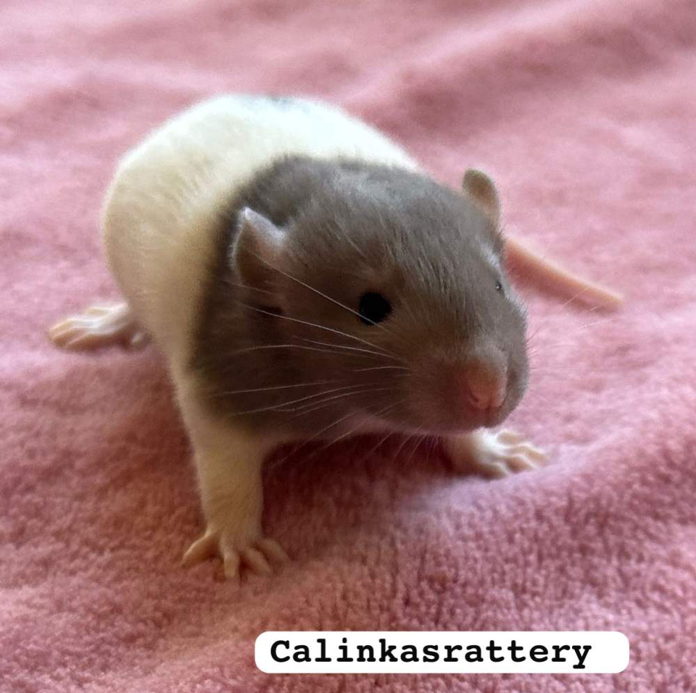 Fancy rat Pet only Rattus norvegicus 