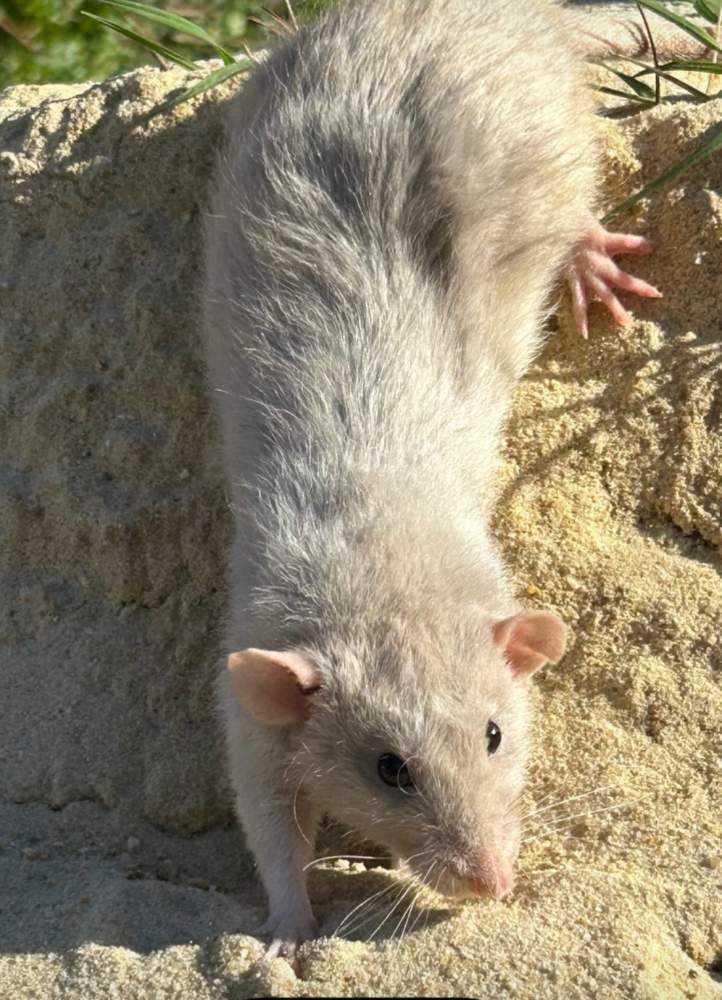 Fancy rat Pet only Rattus norvegicus 