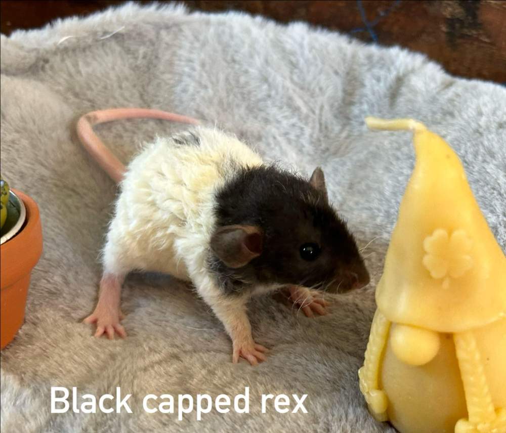 Fancy rat Pet only Rattus norvegicus 