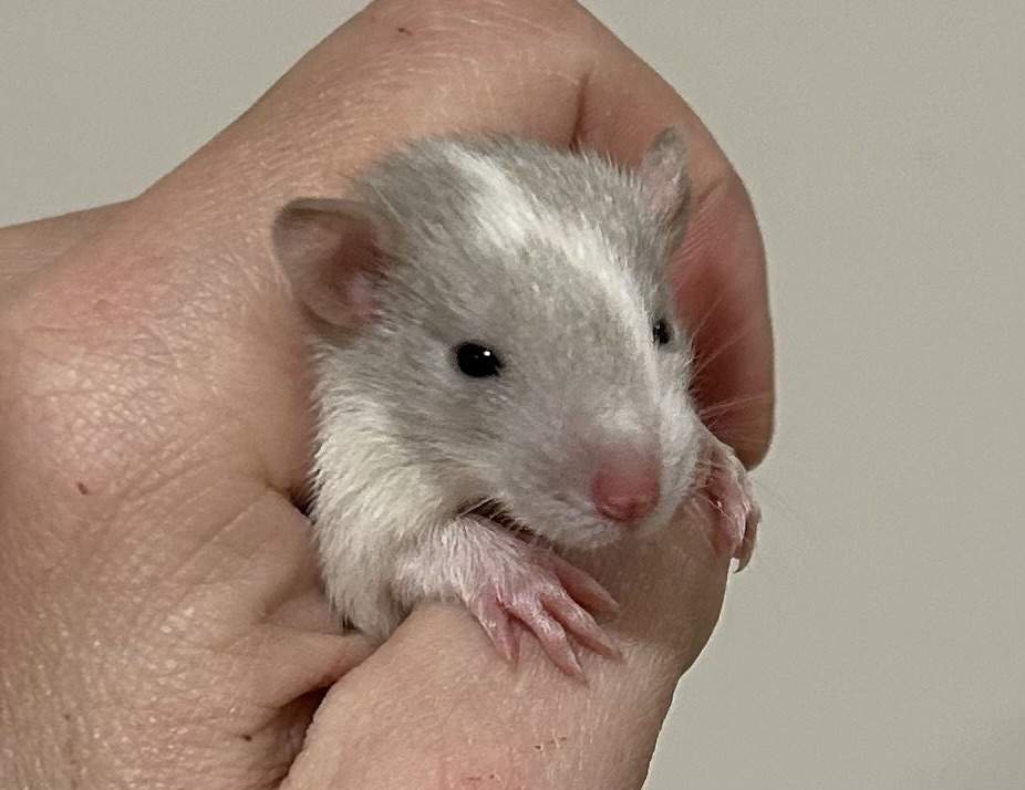 Fancy rat Pet only Rattus norvegicus 