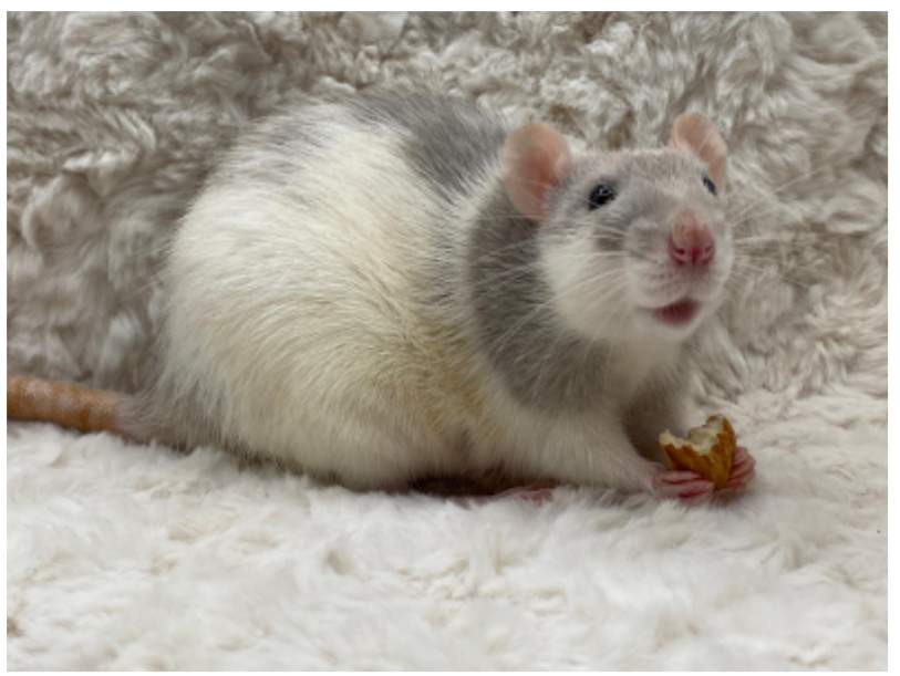 Fancy rat Owned by other Rattus norvegicus 