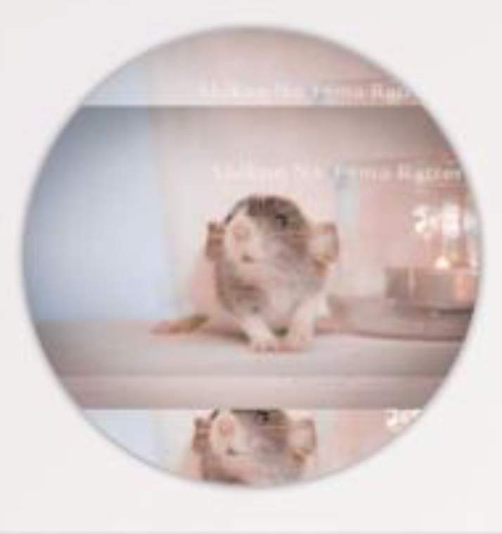 Fancy rat Breeder Rattus norvegicus 