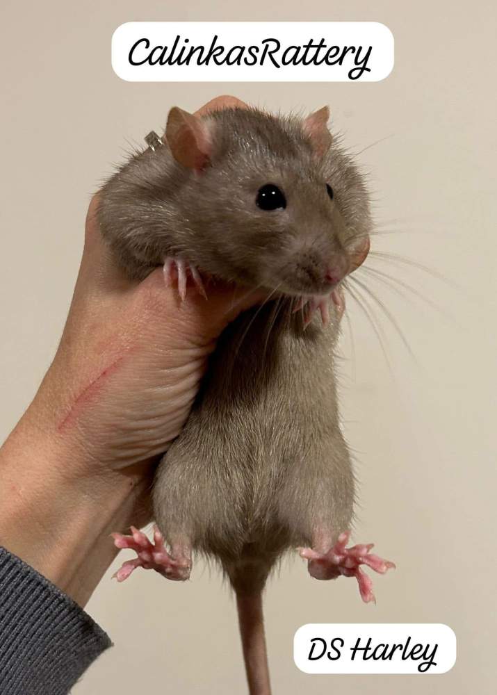 Fancy rat Pet only Rattus norvegicus 
