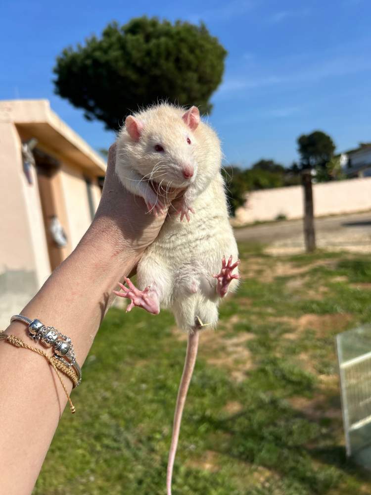 Fancy rat Pet only Rattus norvegicus 