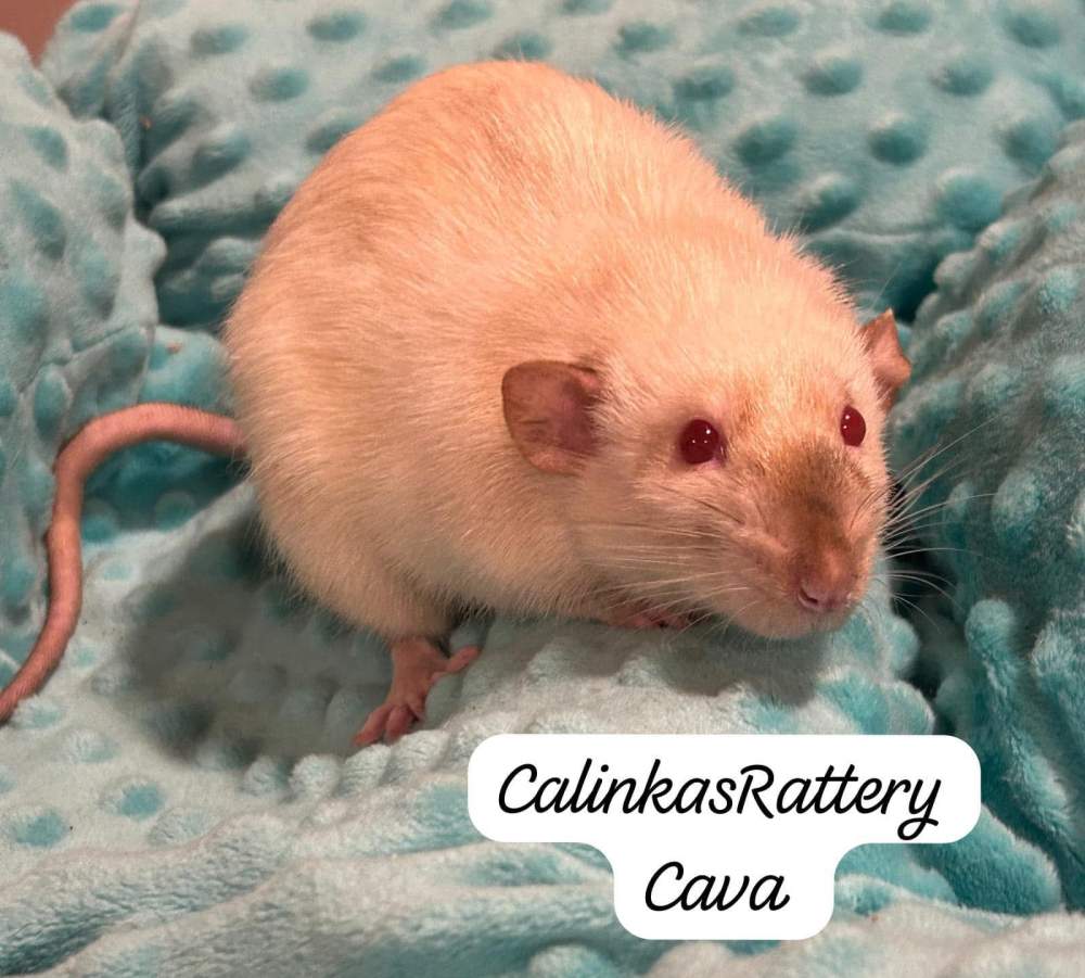 Fancy rat Deceased Rattus norvegicus 