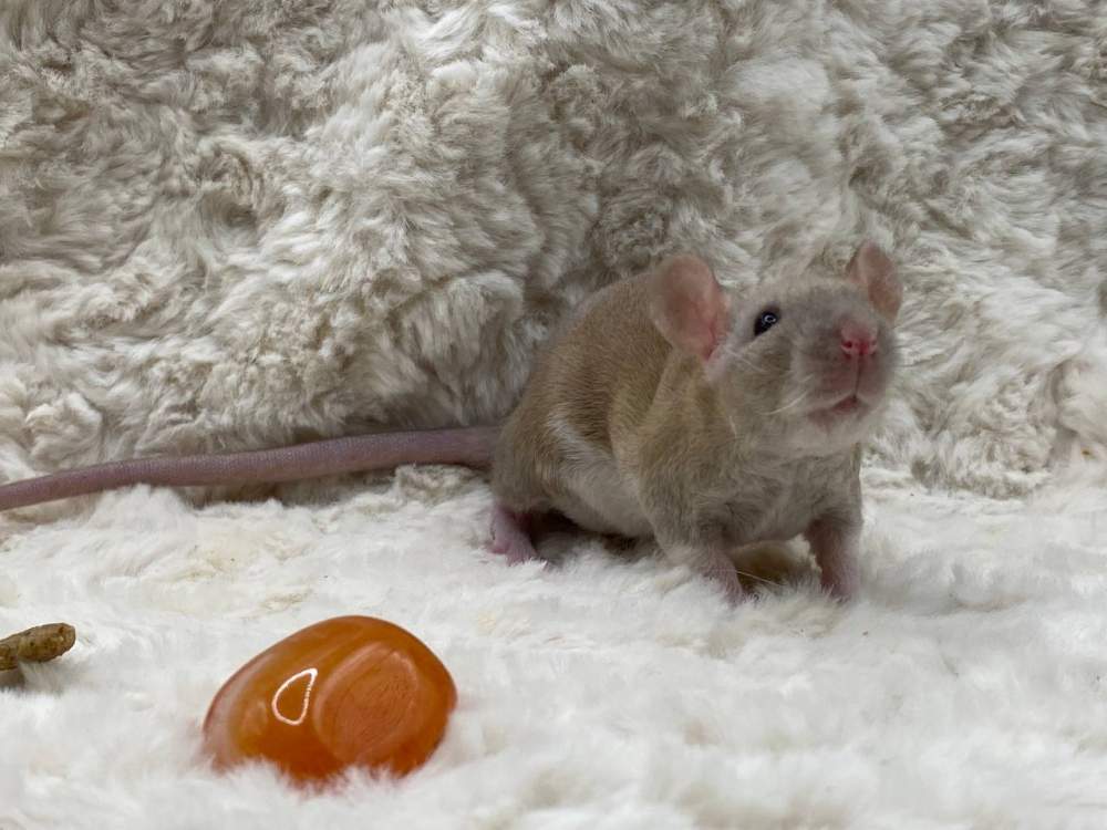 Fancy rat Pet only Rattus norvegicus 