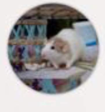 Fancy rat Pet only Rattus norvegicus 