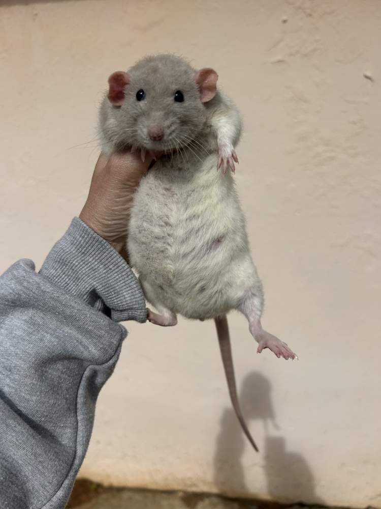 Fancy rat Pet only Rattus norvegicus 