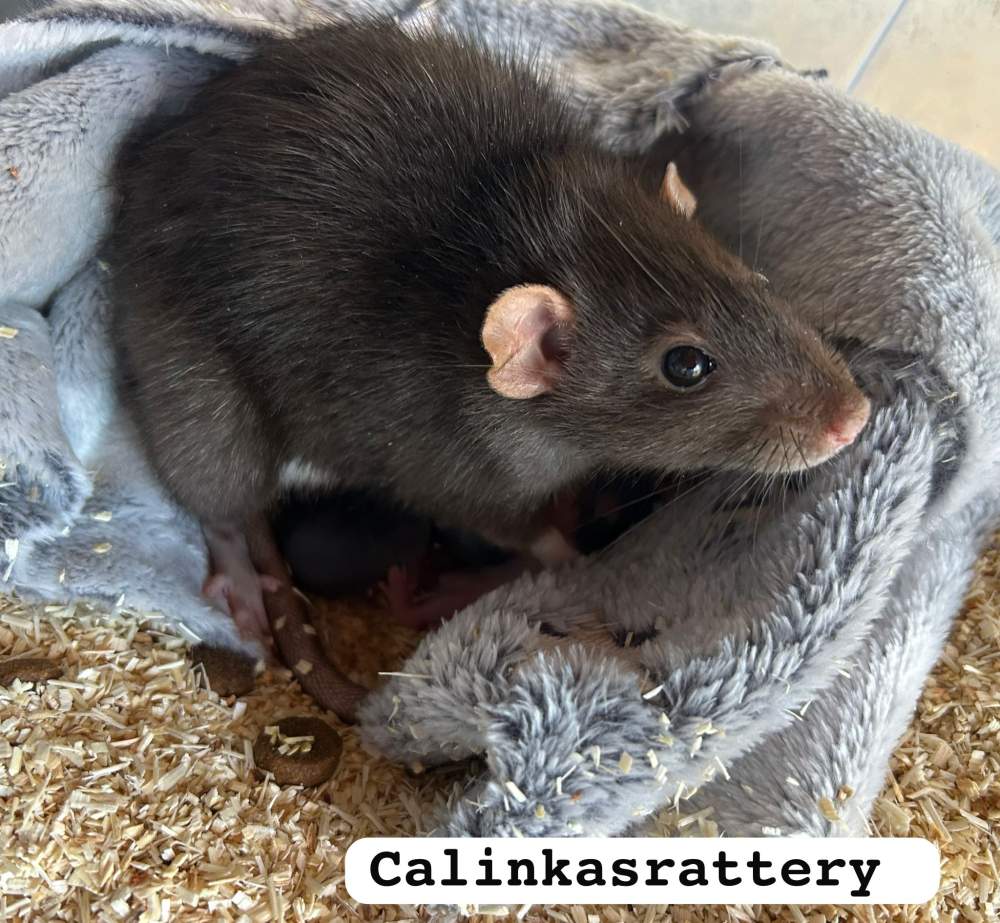 Fancy rat Pet only Rattus norvegicus 