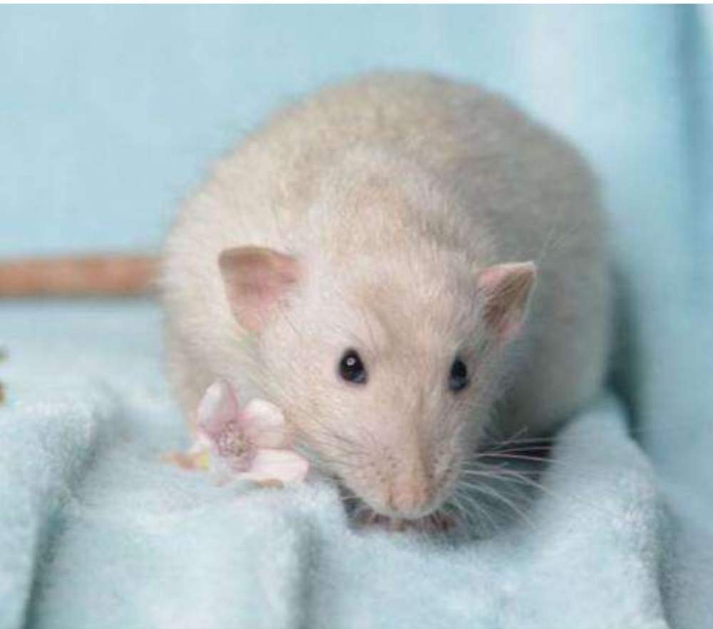 Fancy rat Pet only Rattus norvegicus 
