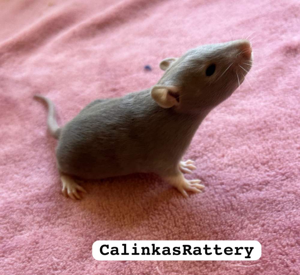 Fancy rat Pet only Rattus norvegicus 