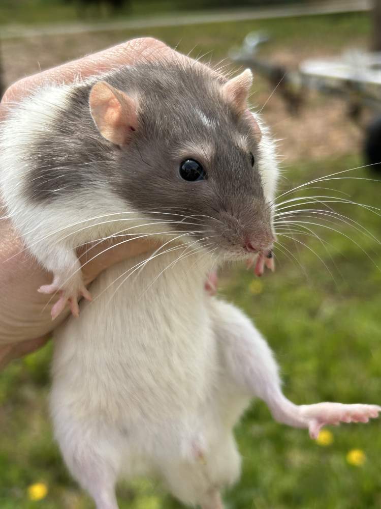 Fancy rat Pet only Rattus norvegicus 