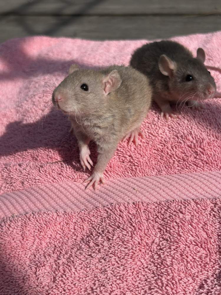 Fancy rat Pet only Rattus norvegicus Spain