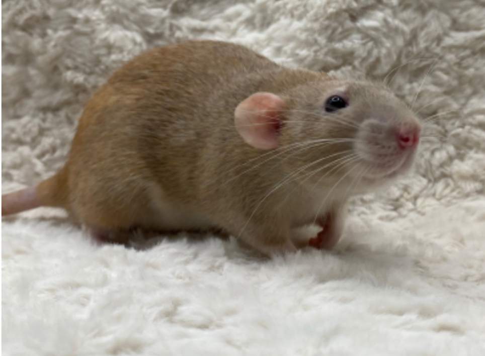 Fancy rat Owned by other Rattus norvegicus 