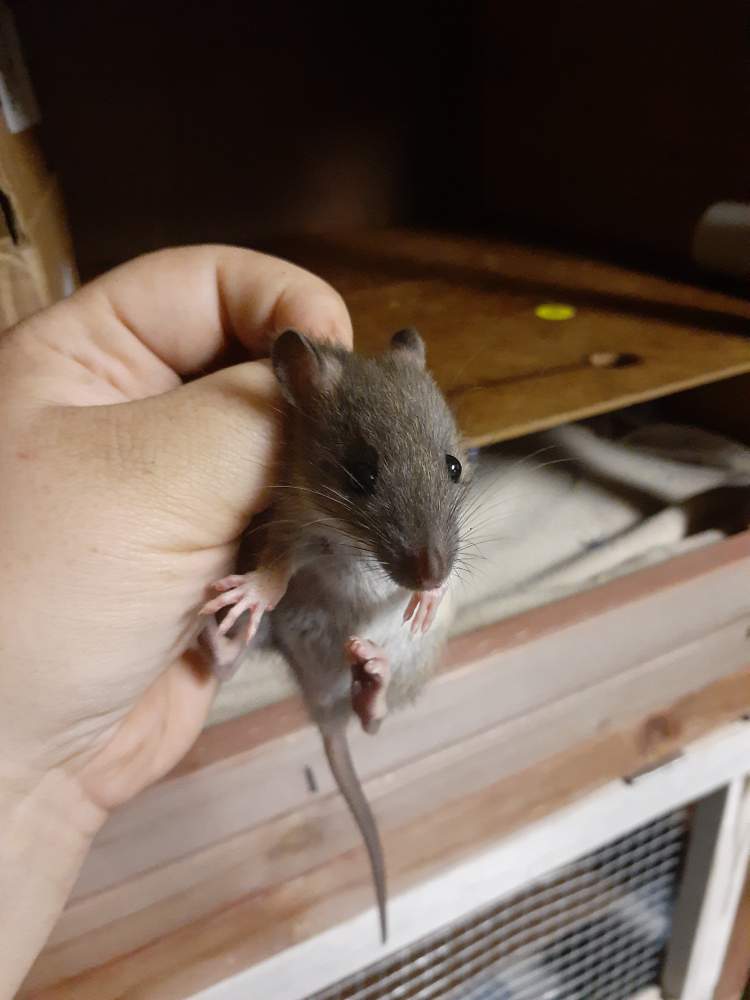 Fancy rat Pet only Rattus norvegicus 