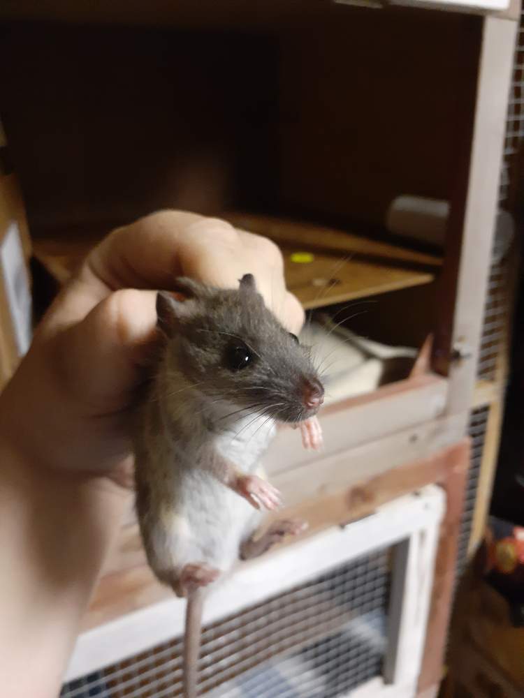 Fancy rat Pet only Rattus norvegicus 