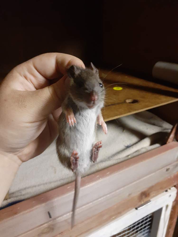 Fancy rat Pet only Rattus norvegicus 