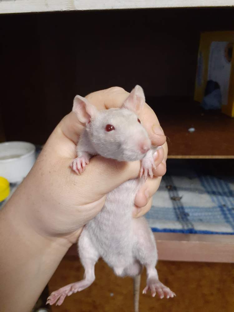 Fancy rat Pet only Rattus norvegicus 