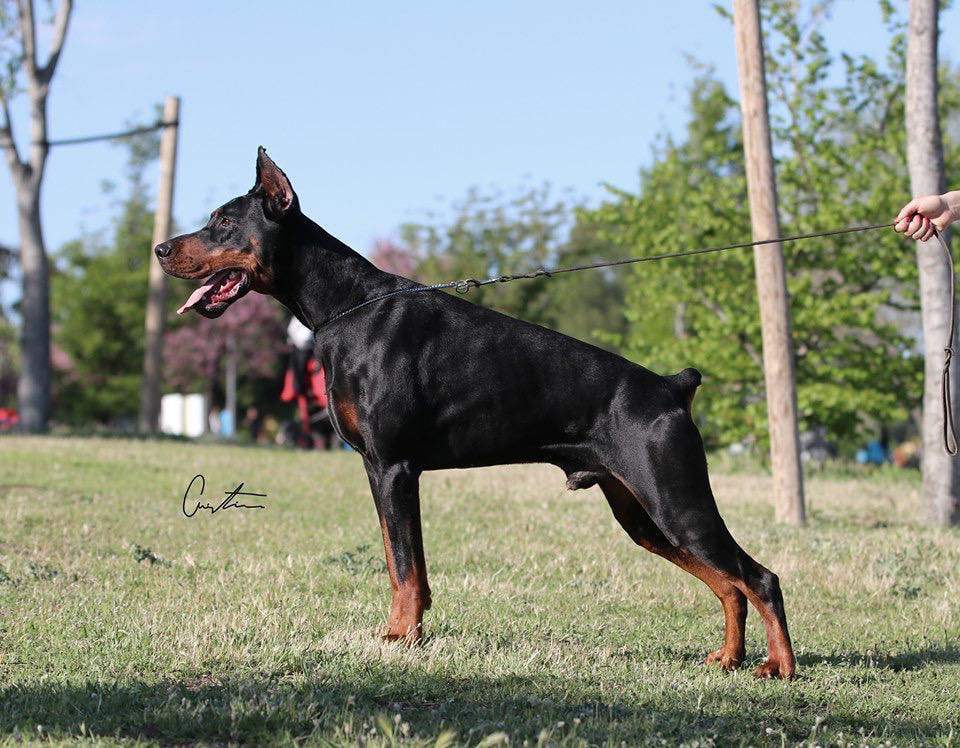 Dobermann Pet only Canis lupus familiaris 