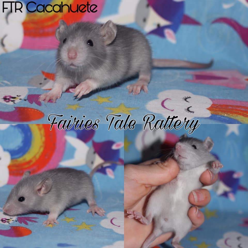 Fancy rat Rehomed Rattus norvegicus 