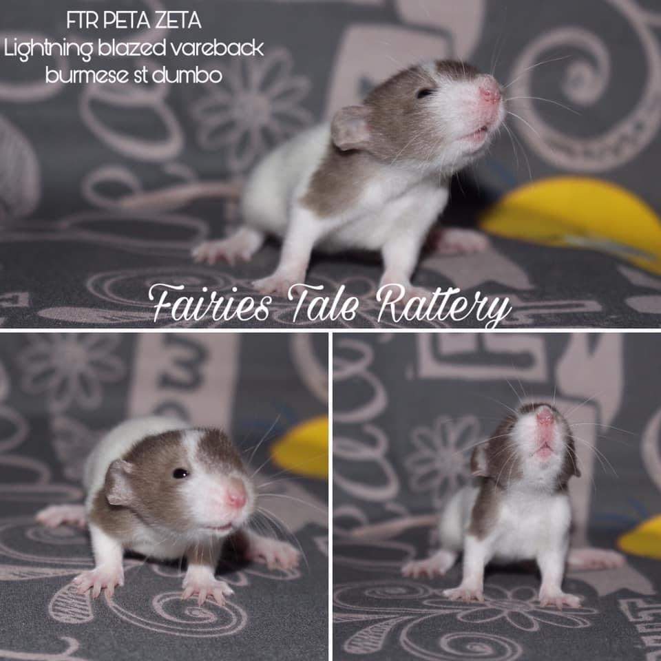 Fancy rat Rehomed Rattus norvegicus 