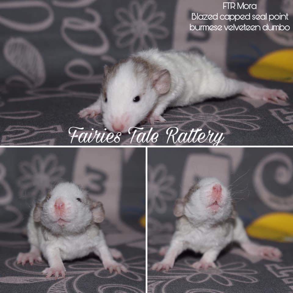 Fancy rat Rehomed Rattus norvegicus 