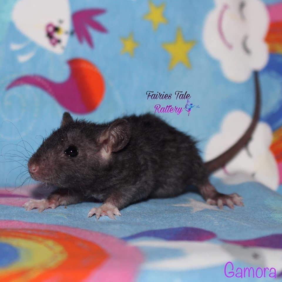 Fancy rat Rehomed Rattus norvegicus 