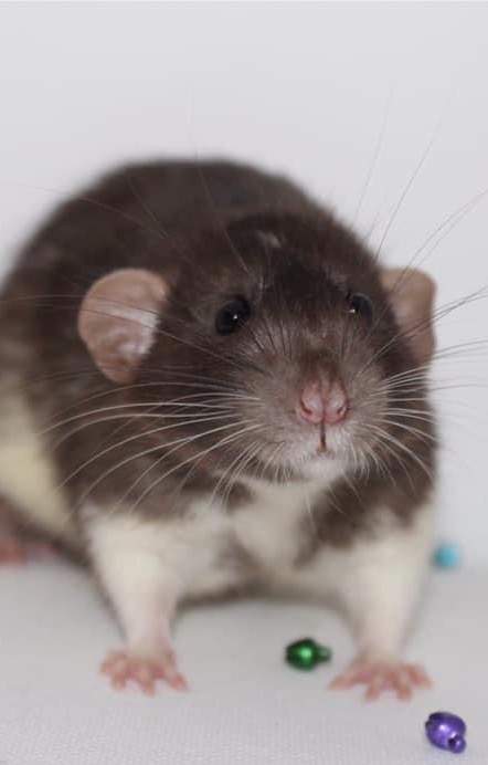 Fancy rat Breeder Rattus norvegicus 