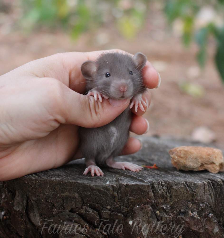 Fancy rat Breeder Rattus norvegicus 