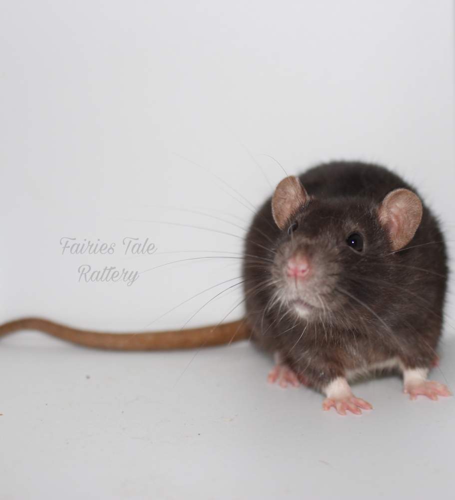 Fancy rat Breeder Rattus norvegicus 