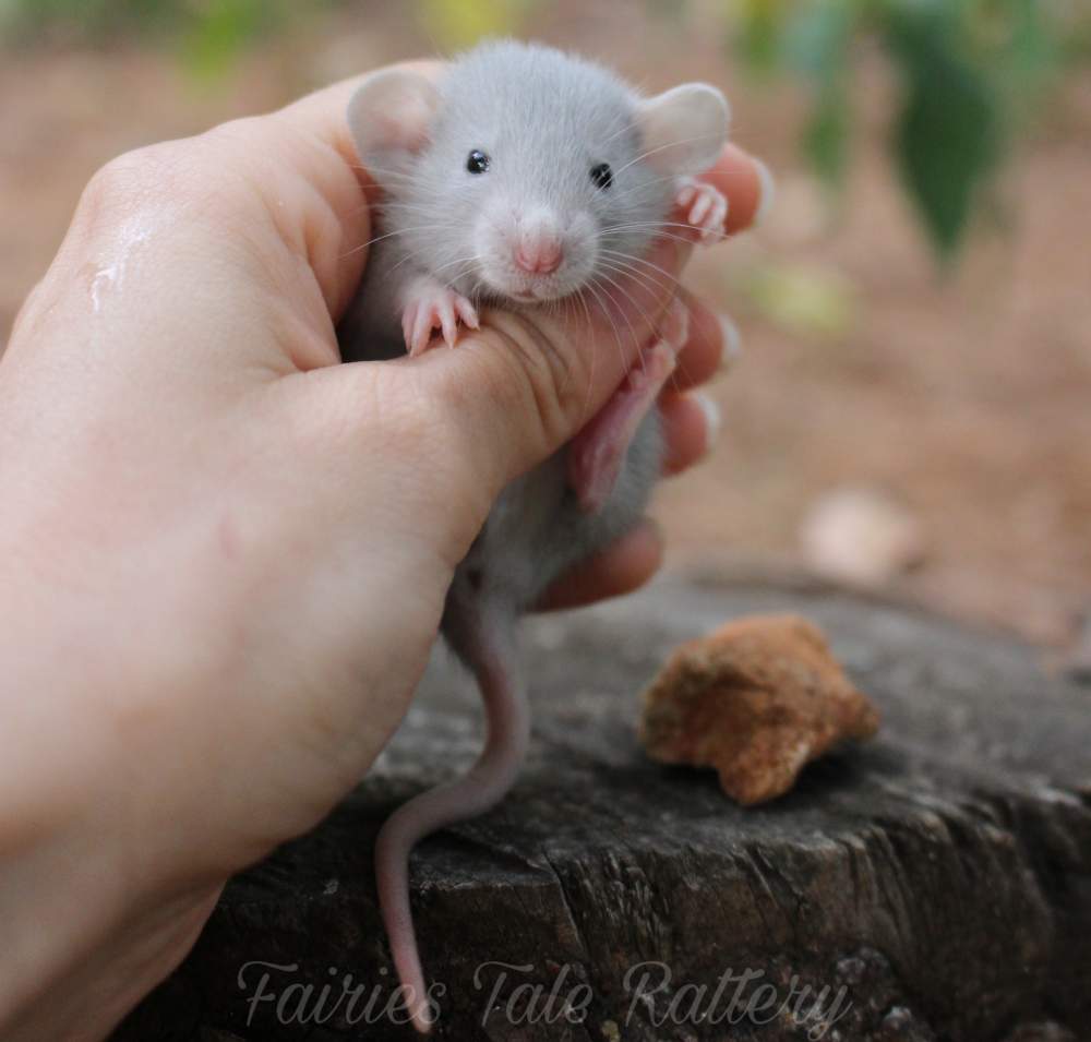 Fancy rat Rehomed Rattus norvegicus 