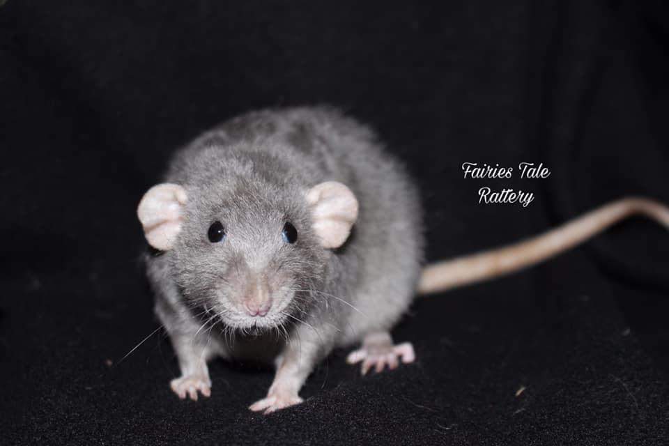 Fancy rat Deceased Rattus norvegicus 