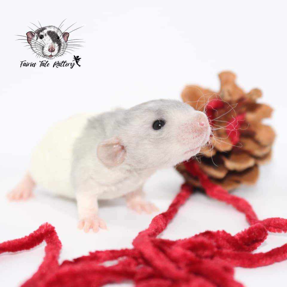 Fancy rat Rehomed Rattus norvegicus 