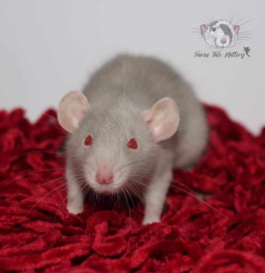 Fancy rat Available for rehoming Rattus norvegicus 