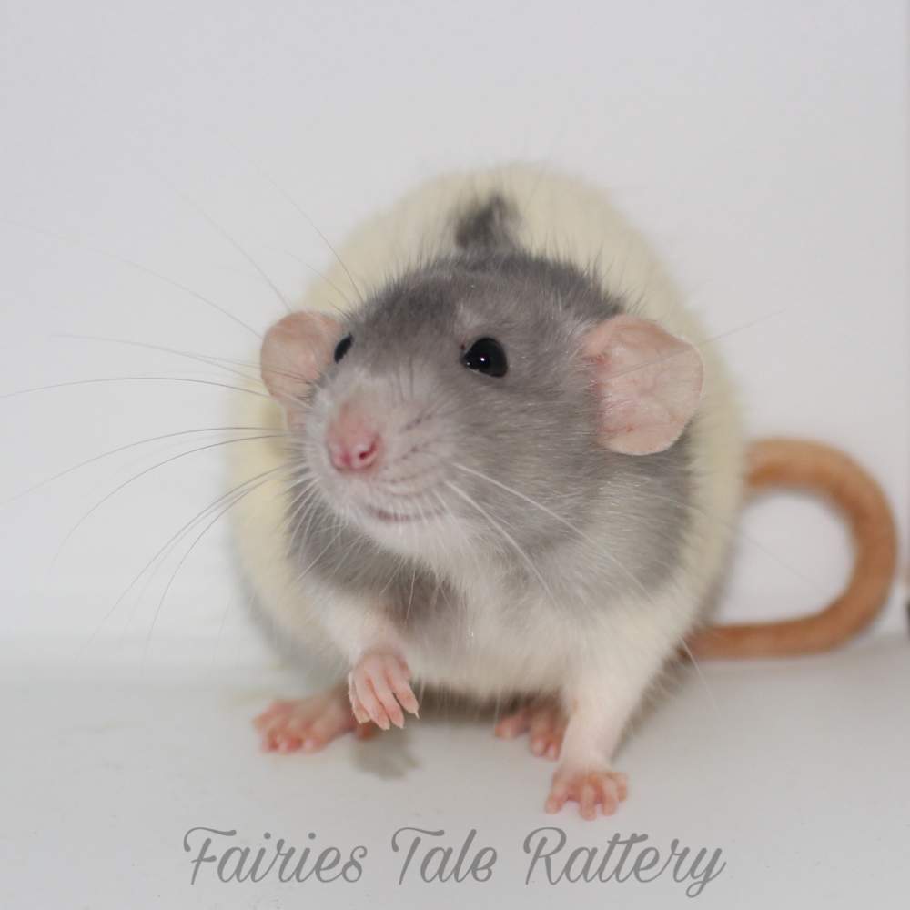 Fancy rat Breeder Rattus norvegicus 