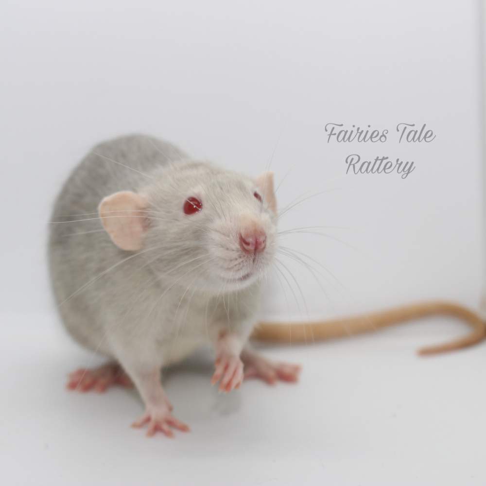 Fancy rat Breeder Rattus norvegicus 