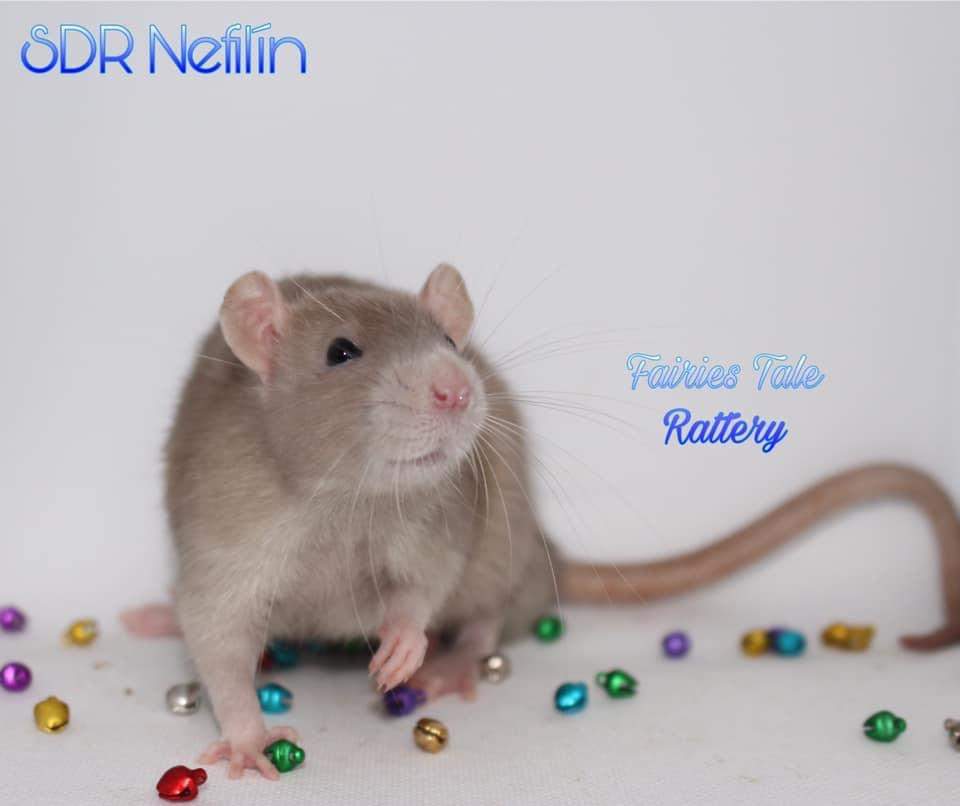 Fancy rat Deceased Rattus norvegicus 