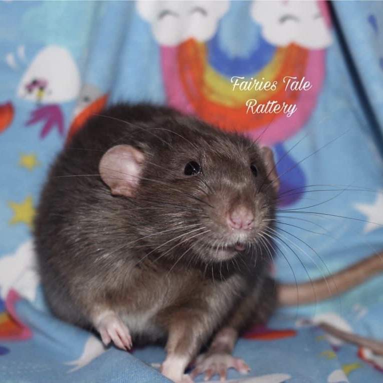 Fancy rat Deceased Rattus norvegicus 