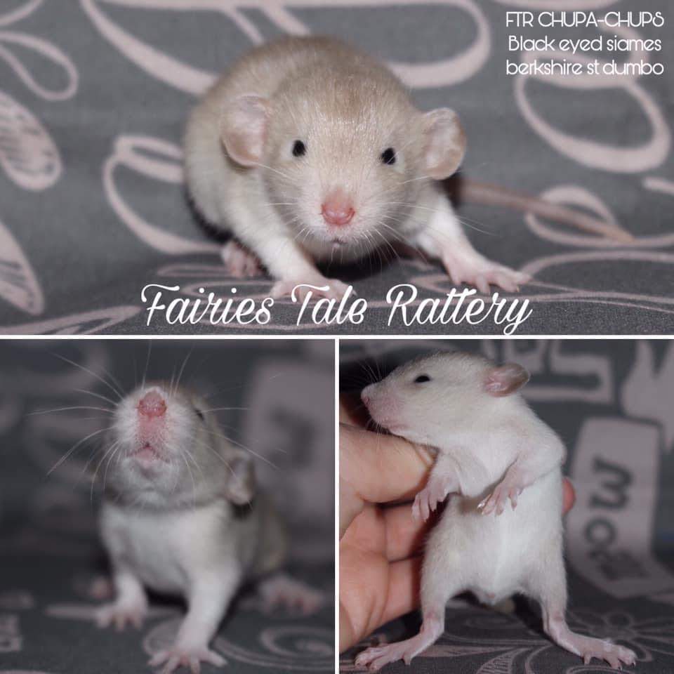 Fancy rat Rehomed Rattus norvegicus 