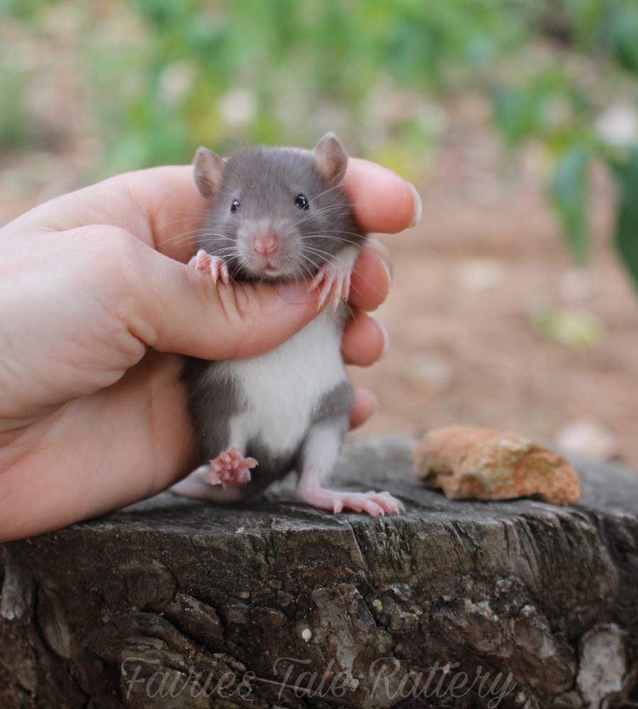 Fancy rat Rehomed Rattus norvegicus 