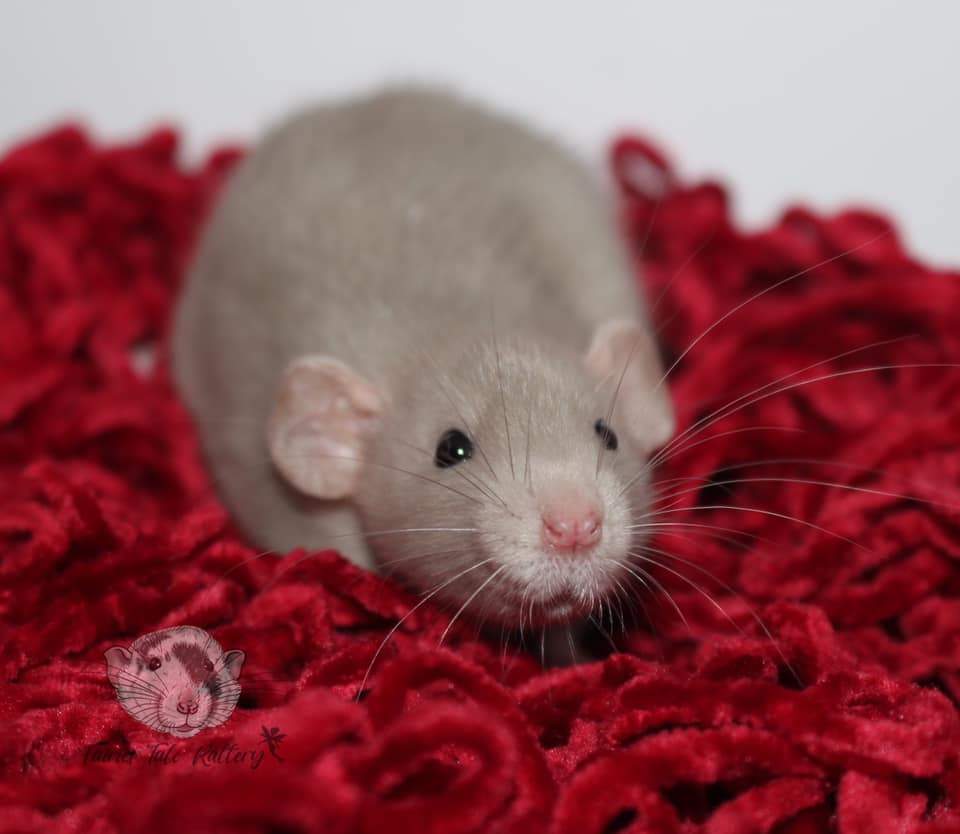 Fancy rat Rehomed Rattus norvegicus 