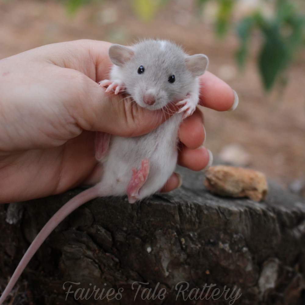 Fancy rat Breeder Rattus norvegicus 