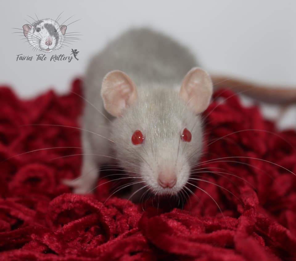 Fancy rat Available for rehoming Rattus norvegicus 