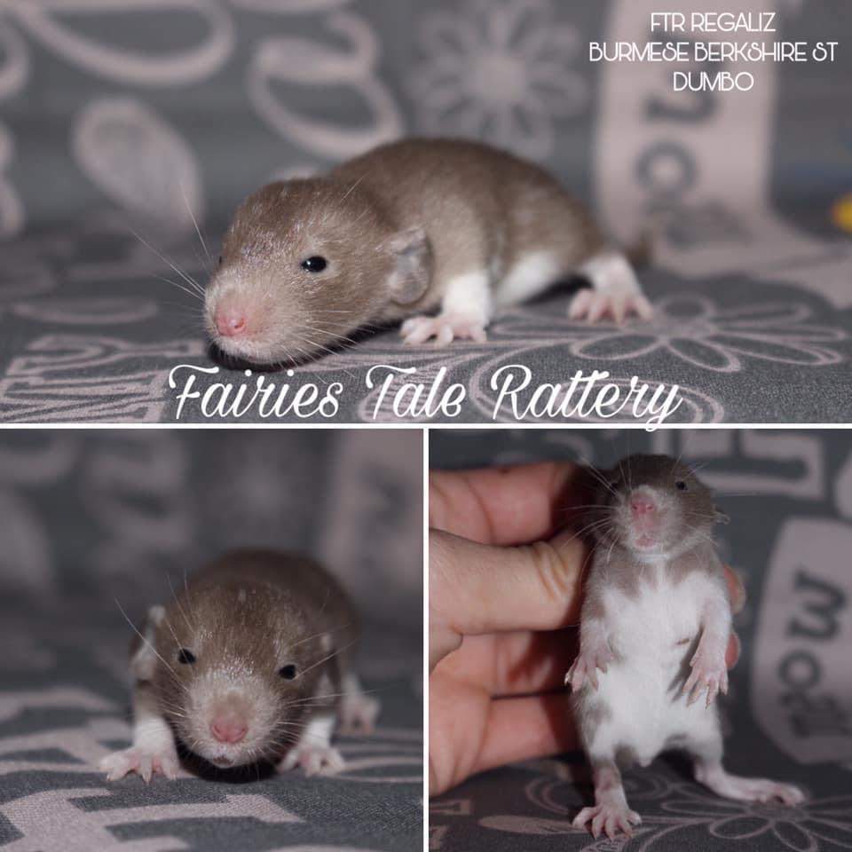 Fancy rat Rehomed Rattus norvegicus 